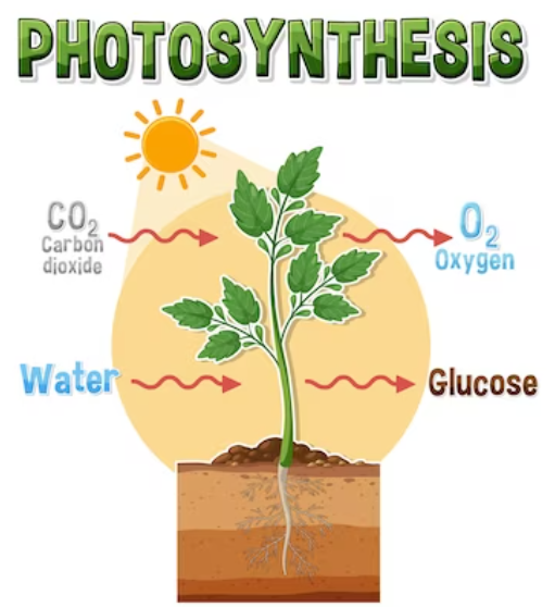 The Plant Game (Level 3)