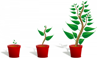 plant